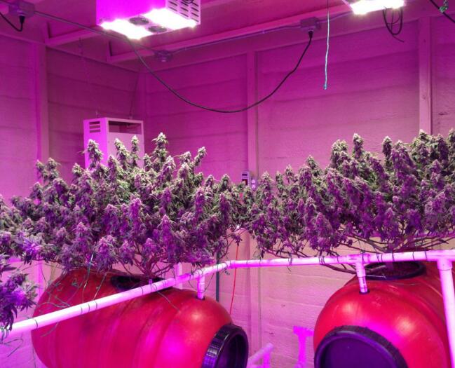 LED grow light used in plant cultivation facilities