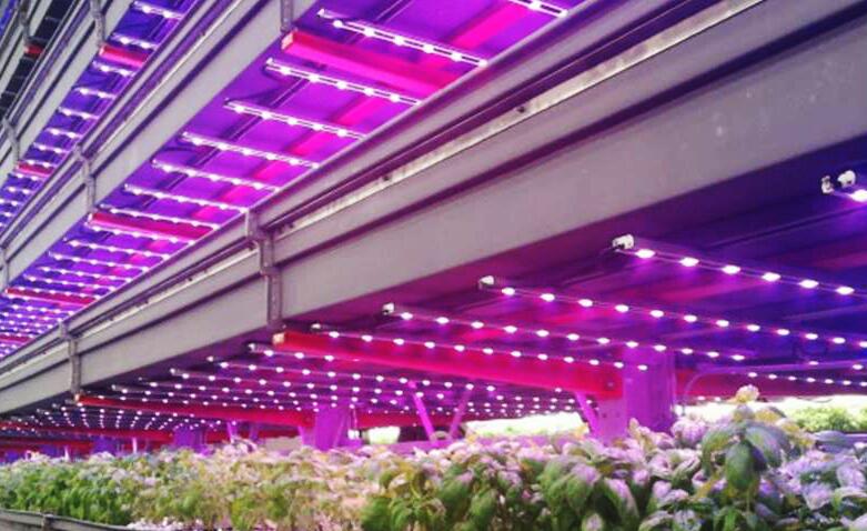 LED grow lights seize $ 60.65 billion from global garden market