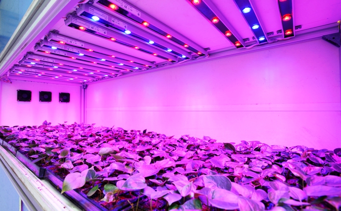 The development of LED grow lights