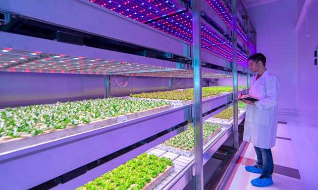 LED grow lighting can cultivate fresh vegetables