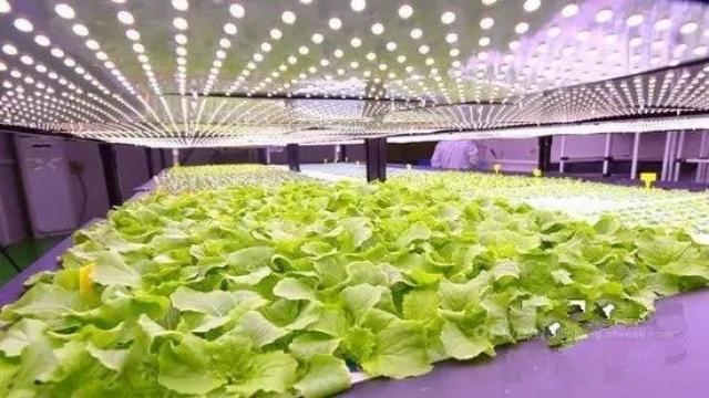 Xinjiang's first intelligent LED plant factory operation