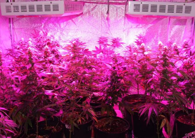 2021 LED plant growth lamp market will reach 1.8 billion USD