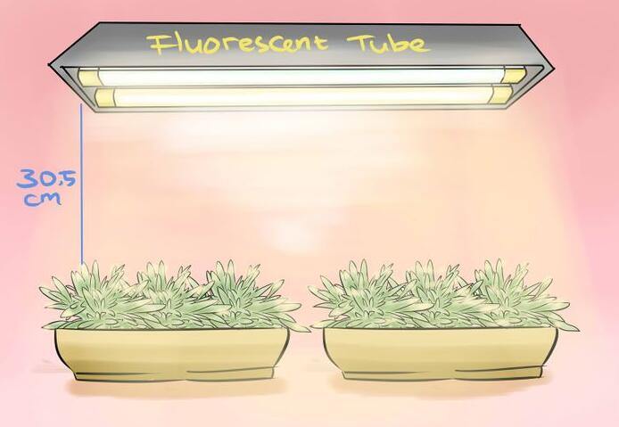 LED grow lights helps herbs bring higher returns
