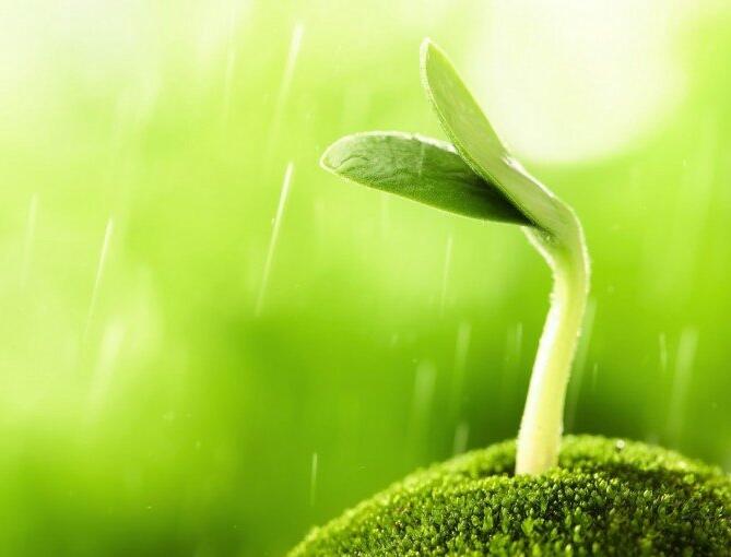What are the advantages of maize grown with LED plant growth lamps