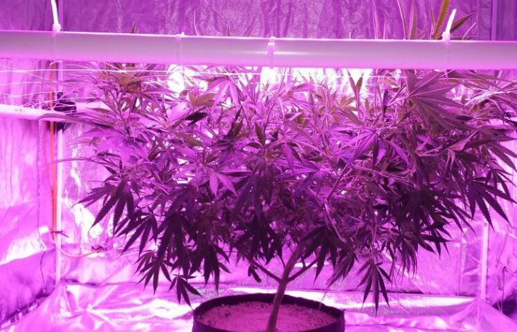 LED grow light into the Russian market