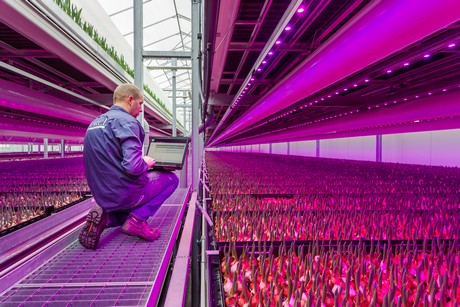 Dutch growers use LED-assisted lighting