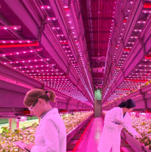 LED plant lighting global research process analysis