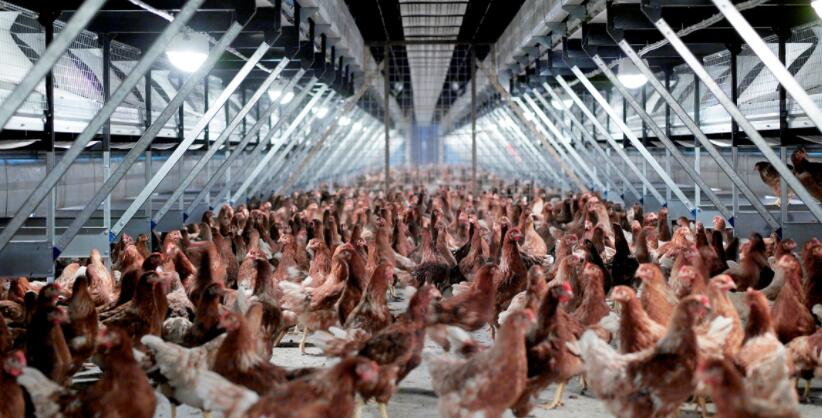 Analysis of the advantages and applications of LED in poultry breeding