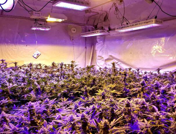 LED plant lighting makes roses grow bigger buds