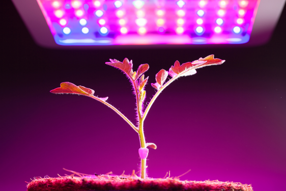 The effect of LED grow light on the nutritional quality of fruits and vegetables