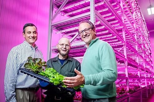 GE provides LED horticultural lighting systems for large UK farms