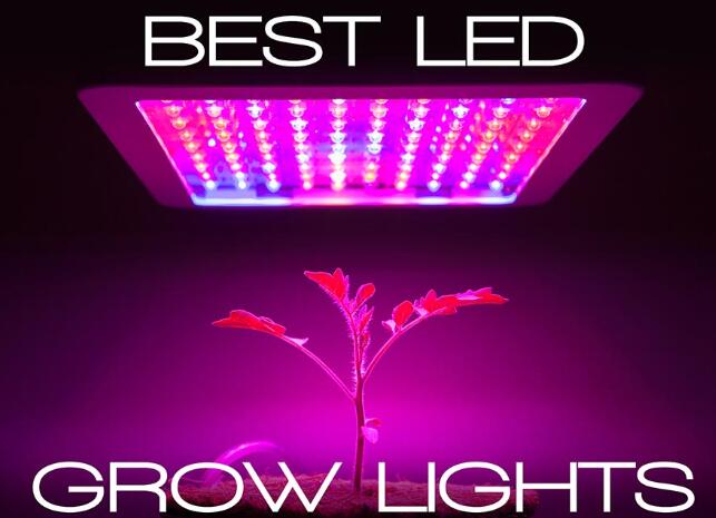 The effect of LED lights on the growth of horticultural crops