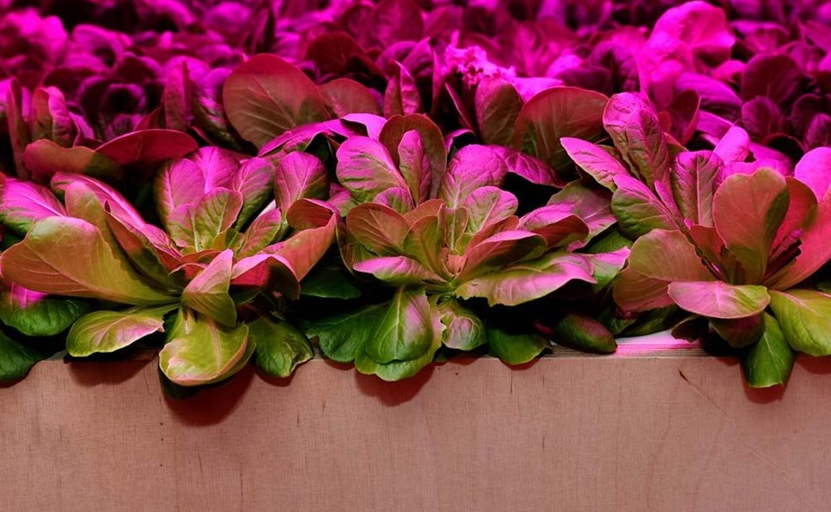 Emirates builds the world's largest vertical farm in Dubai