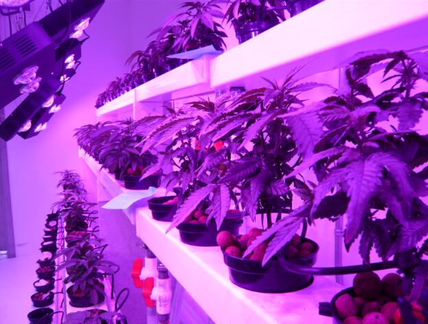 Swedish vertical farm buys LED growth lights from Heliospectra