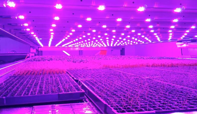 A vertical farm in Scotland reduces energy consumption by 50% with LED lighting