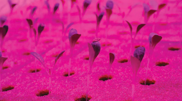 The US DLC announced the first batch of LED lamps that meet its new horticultural performance standards