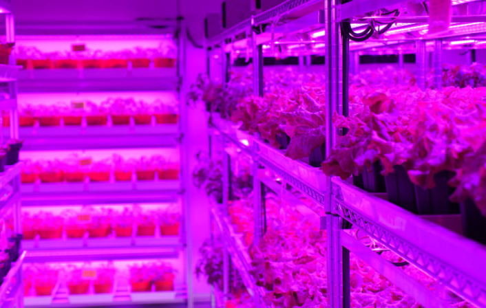 LED vertical farm flourishes