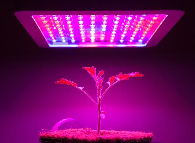 The power of purple light helps LED plant lighting
