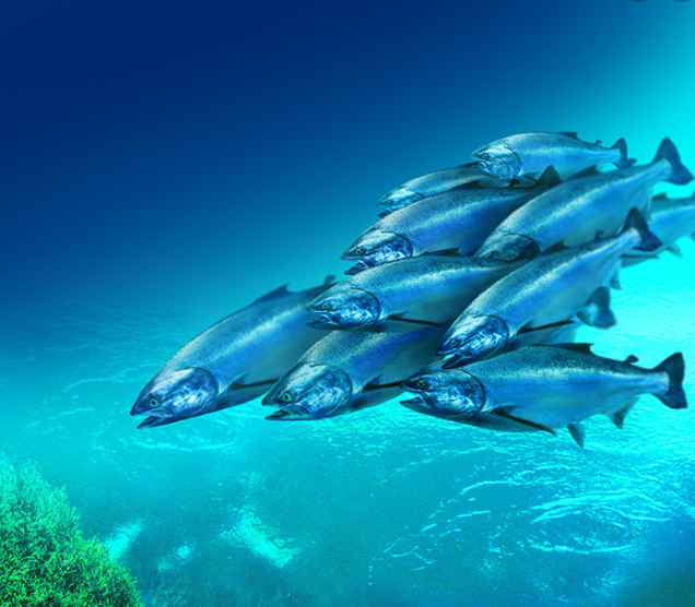 Xinuofei supplies LED fishery aquaculture lamps to Chilean enterprises