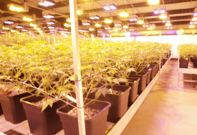 Research shows that full-spectrum LEDs are superior to standard LED lighting