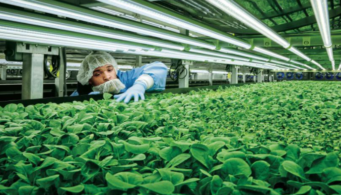 Plant lighting LED output value increased by nearly 40% annually