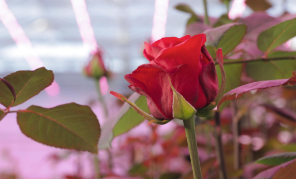 Signify and Linxia Baiyi signed a cooperation agreement on cut flower rose light formula