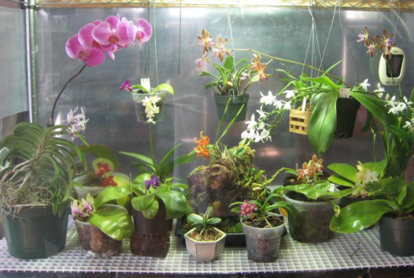 Clean room with LED lighting to cultivate orchids