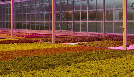 LED plant lighting promotes the optimization of local planting structure