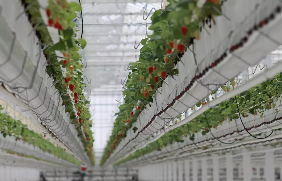 Status of domestic LED plant lighting industry