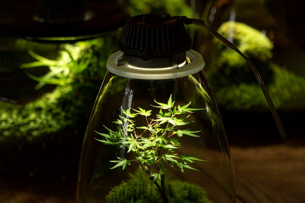 A number of LED listed companies enter the plant lighting