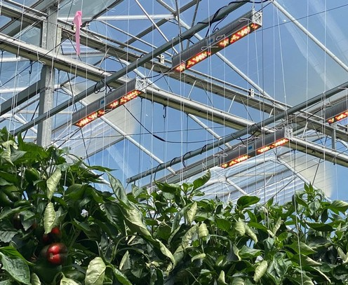 Spectral sensors control LED lighting systems to help vertical agriculture and greenhouse crops increase yields