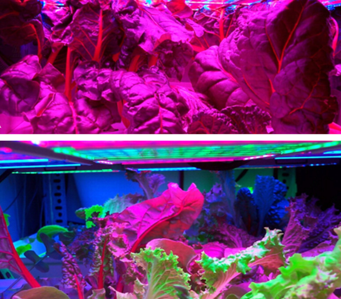 In recent years, the global plant lighting market has been booming, and LED plant lighting has performed prominently in the field of semiconductor lighting. Based on the many advantages of LED plant lighting, the entire industry is also accelerating explo