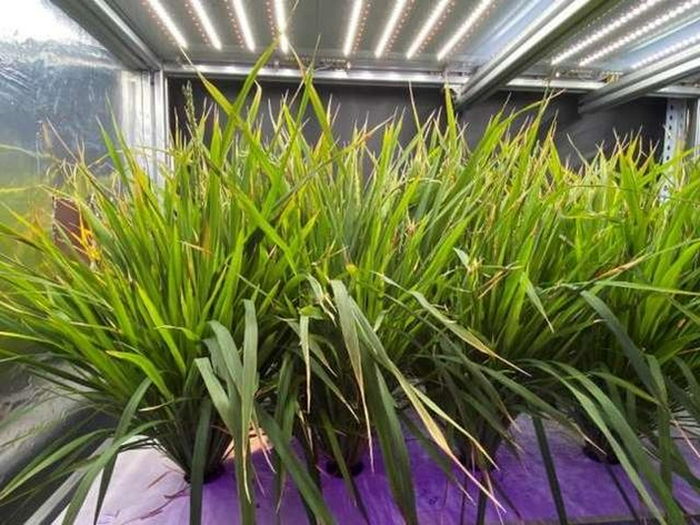 The rice growth cycle halved in Plant factory
