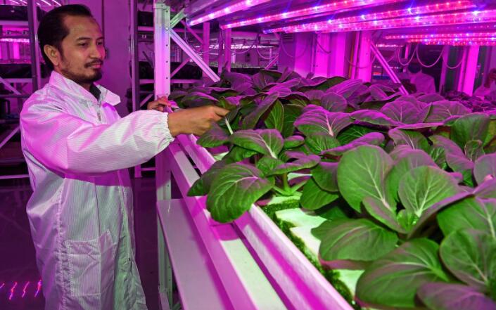 The rise and development of LED plant factories