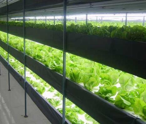Beijing Fangshan LED Plant Factory can shorten the growth cycle of leafy vegetables to 35 days