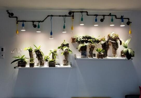Design Suggestions for LED Plant Lighting