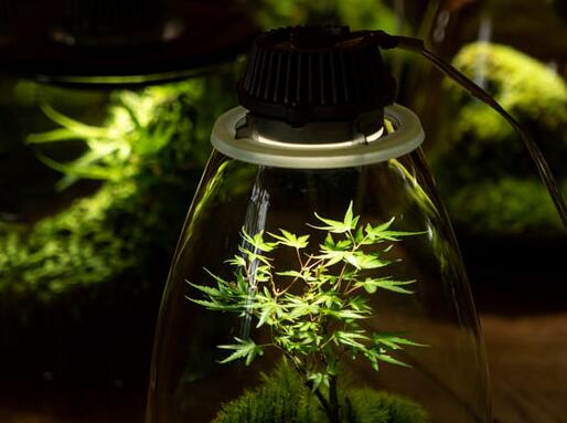 Signify promotes accelerated growth of plant lighting business