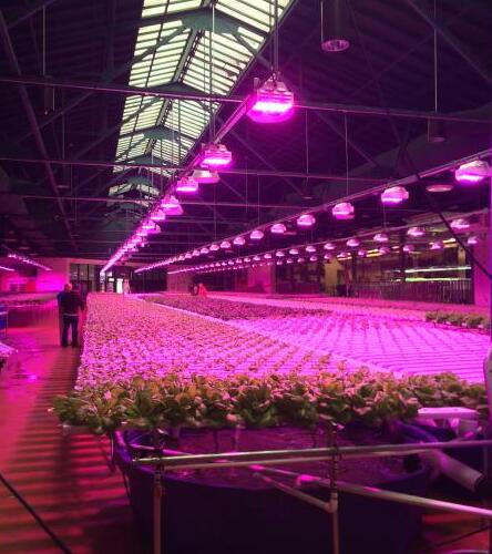 The global plant lighting LED market has grown substantially for two consecutive years