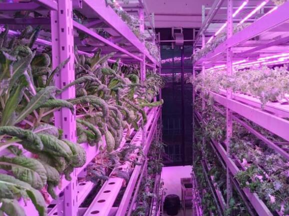 Malaysia "opens LED plant farms" in shopping malls