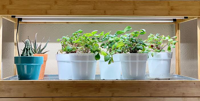 Growing vegetables at home boosts the demand for plant lighting?