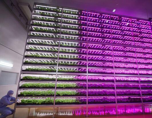 Japanese LED plant factory under the epidemic