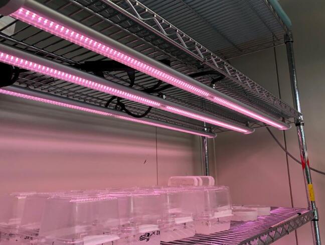 Effects of LED light quality on the growth and development of tissue culture seedlings