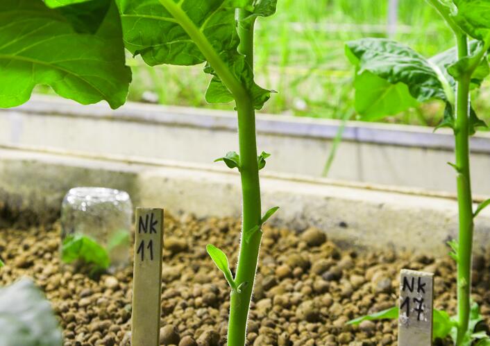 American Lighting Research Center plans to launch horticultural lighting applications