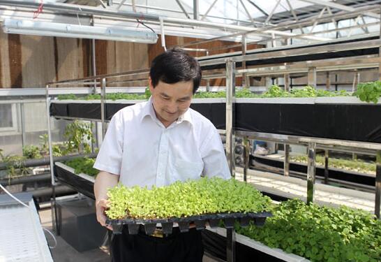 Jingdong LED plant factory produces 300 tons of green leafy vegetables per year