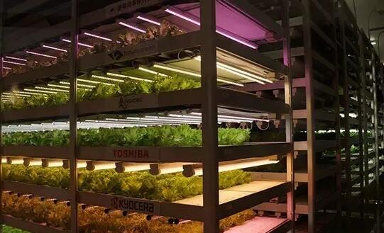 Nanjing Pukou Plant Factory uses LED lights to efficiently grow crops