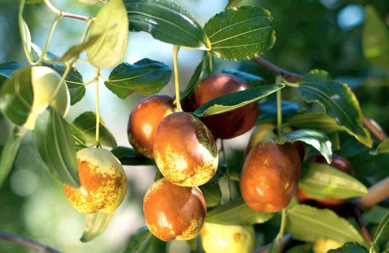 LED grow light to adjust the production period of jujube