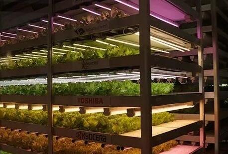 LED lighting facilities in the main urban area of Nanjing accounted for 81%