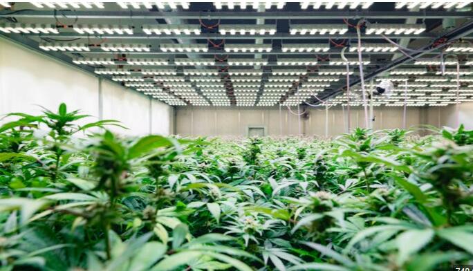 ams OSRAM launches new white LED products for horticultural lighting