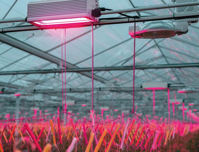 Plant LED lighting continues to attract attention