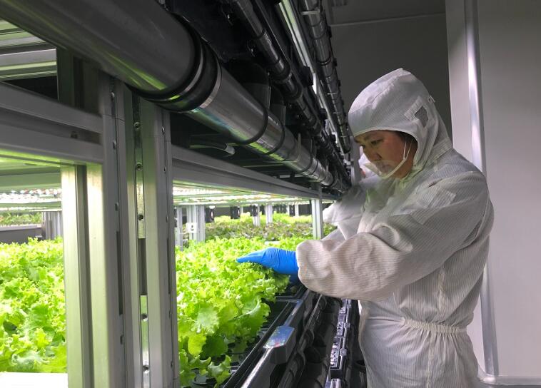 Plenty plans to build 300 LED farms in China
